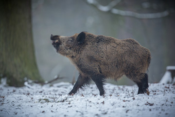 Wild boar male in the forest/wild animal in the nature habitat/Czech Republic