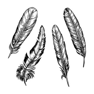 Feathers Set Hand Draw Sketch. Vector