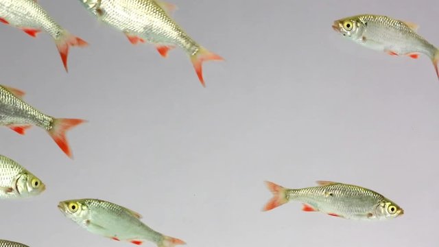  rudd swims in water on  white screen