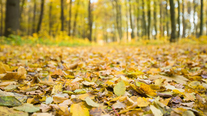  autumnal forest with sunbeams
