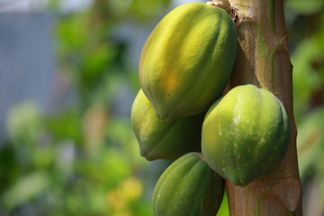 Papaya Fruit on Tree