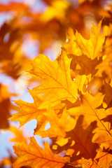 Fototapeta premium Yellow maple leaves on a twig in autumn