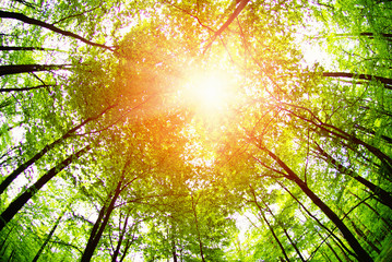 Obraz premium forest