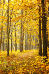 Golden autumnal forest with sunbeams