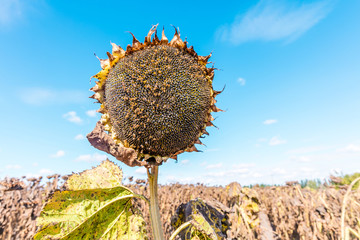 Sunflower Harvest. Dry flower with sunflower seeds