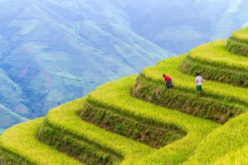 Rice fields on terraced of Ta Xua ,Son La , Vietnam