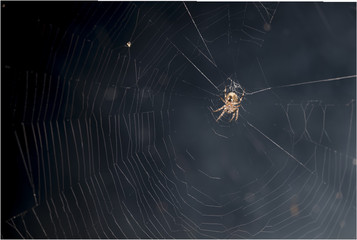 Spider in a web at night