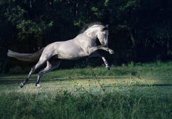 Obraz na płótnie Canvas White Andalusian horse with the black mane jumps on the green grass on the trees background
