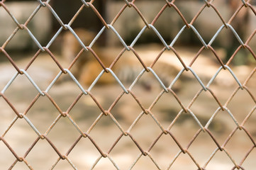 Naklejka premium cage with tiger in the zoo