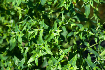 Fototapeta na wymiar Kreuzblättrige Wolfsmilch - Euphorbia lathyris