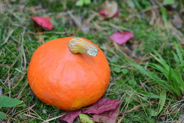 Pumpkin outdoor
