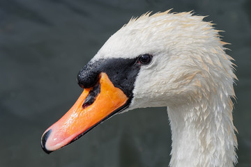 Head of a Mute swan in profile