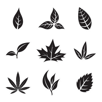 Black Leaves isolated on white