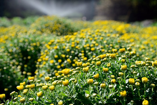 yellow chrysanthemum  in the garden