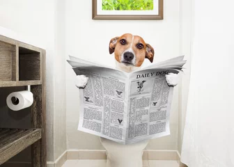 Papier Peint photo Chien fou dog on toilet seat reading newspaper