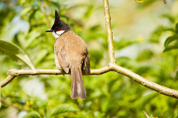 Red-whiskered Bulbul bird resting