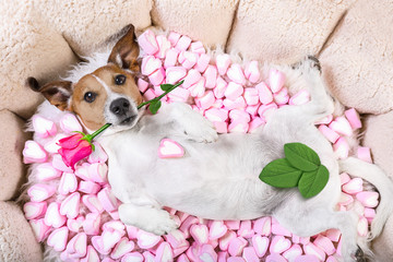 dog love rose valentines