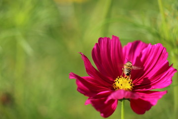 Obraz premium Schmuckkörbchen Cosmea
