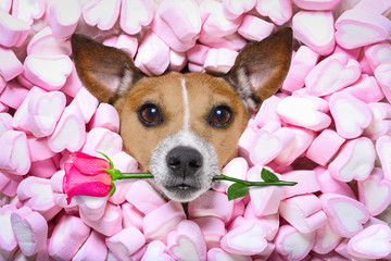 dog love rose valentines