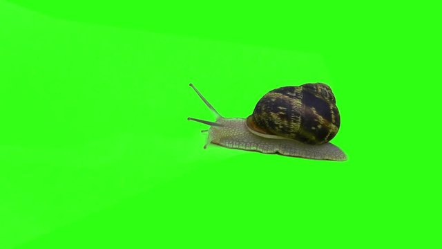 Slow moving of Burgundy snail on the green background