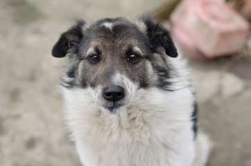 dog with sad eyes
