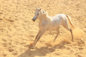 Obraz na płótnie Canvas Arabian Horse in a sandy ranch/ featuring Arabian Horse in a sandy field in sunny day