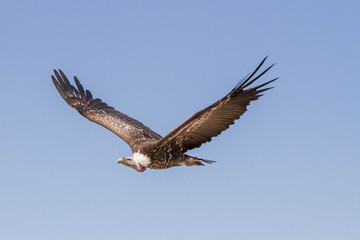 Vautour