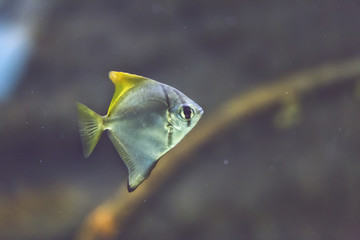 Small fish swimming in aquarium. Madrid Zoo. Spain.
