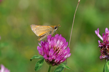 Der Braunkolbige Dickkopffalter sitzt auf einer Blüte