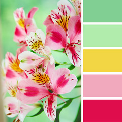 Pink flowers over green background. Color palette swatches. - 121223243