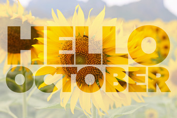 Hello October word on sunflower background