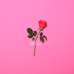 Fresh flower rose taped on pink pastel  background - Minimal fla