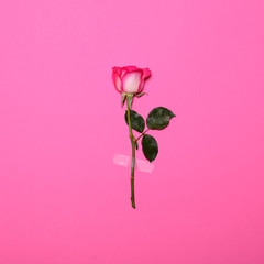 Fresh flower rose taped on pink pastel  background - Minimal fla