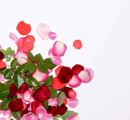 Group of colorful rose petals and leaves on white background - T