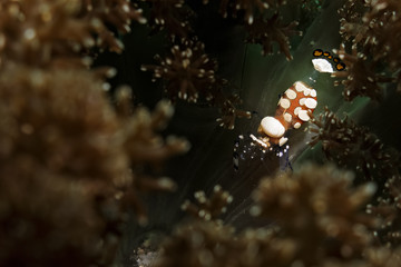 Peacock anemone  shrimp