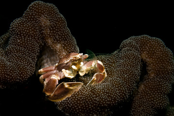 Porcelain crab