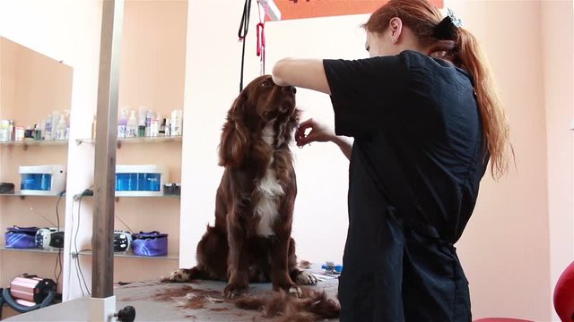 cuts hair groomer Spaniel