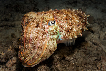 Cuttlefish