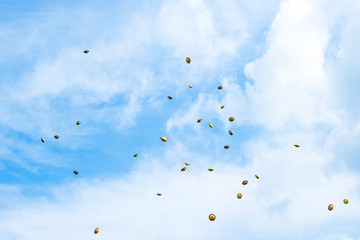 Fototapeta na wymiar Flying balloons in the sky at the prom