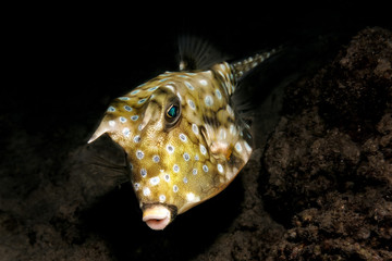 Longhorn cowfish