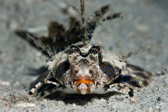 Dactylopus kuiteri