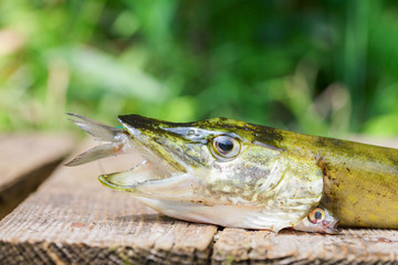 Pike with small fish in mouth