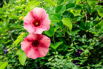 Beautiful pink flower in the garden