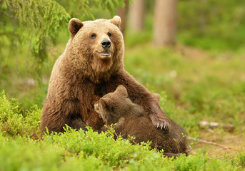 Obraz na płótnie Canvas Brown bear breastfeeding cubs