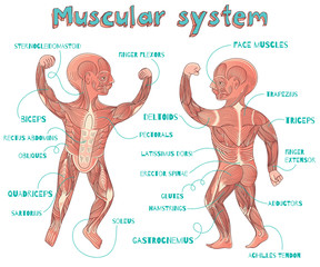 vector cartoon illustration of human muscular system for kids