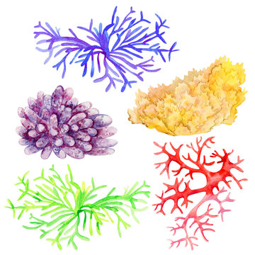 Set of watecolor coral reefs clipart