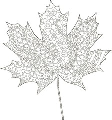 Maple ornaments leaf sketch, thin black line on white, coloring page anti stress, vector illustration