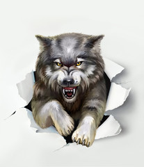 wolf