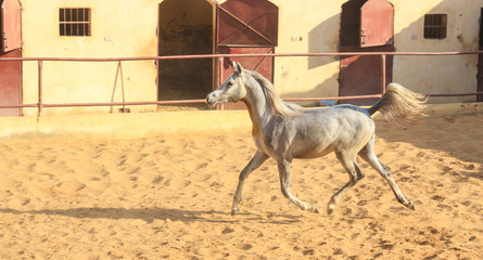 Arabian Horse in a sandy ranch/ featuring Arabian Horse in a sandy field in sunny day