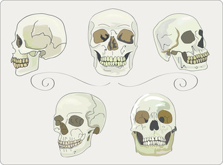 Collection of hand drawn  human skulls -  Vector illustration.